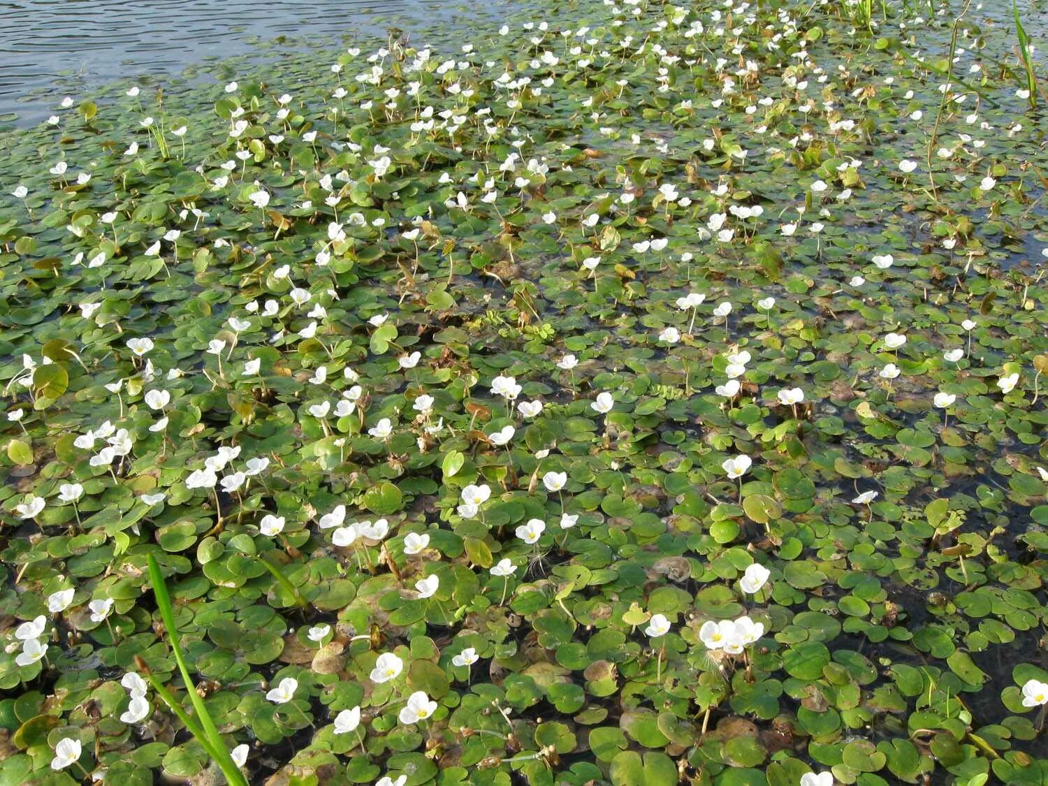 Водокрас обыкновенный. Водокрас Лягушачий. Водокрас Лягушачий (Hydrocharis morsus-Ranae). Водокрас Лягушачий, (Hydrócharis mórsus-Ránae).