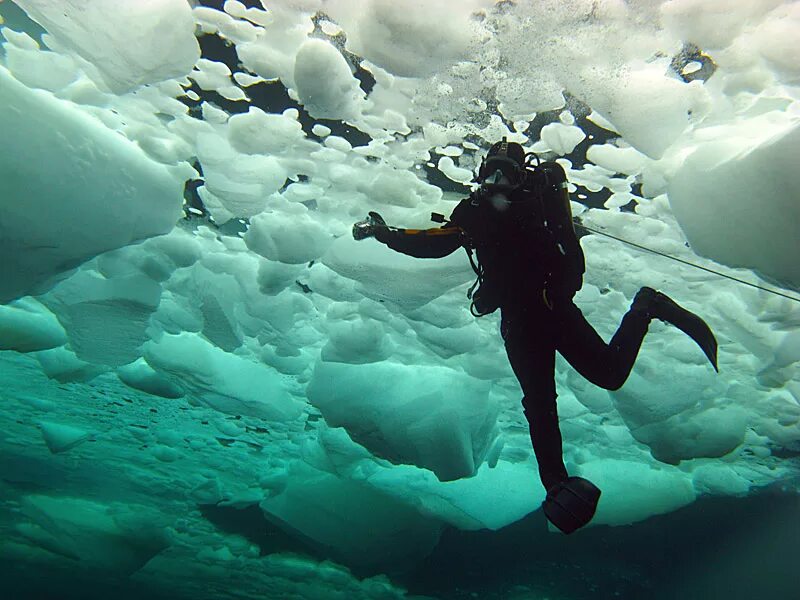 Джон сноу подо льдом. Как дышать подо льдом. Фридайвер голая подо льдом. Животные под водой. Рыбы зимой подо льдом.