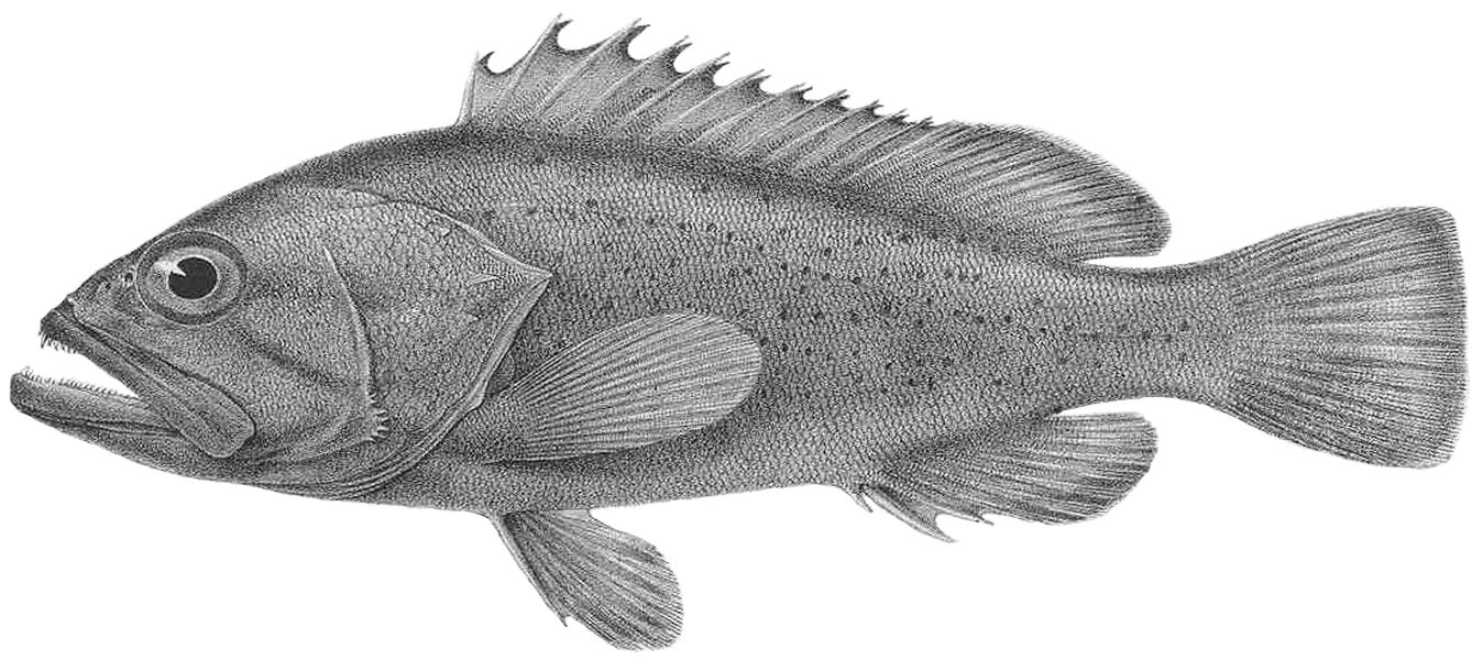 Мелкая рыба 5 букв. Каменный окунь. Каменный окунь Черноморский. Epinephelus lanceolatus. Каменный окунь латынь.