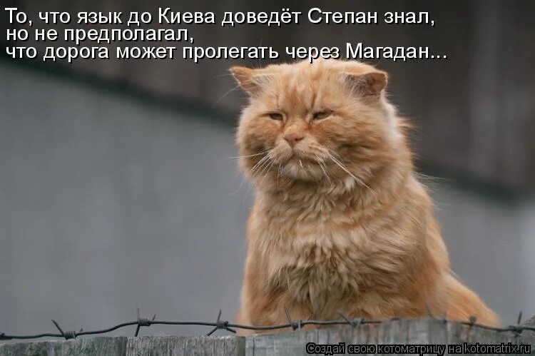 Суровые коты. Суровый взгляд. Суровый кот Васька. Суровые челябинские коты. Котик здесь не просто