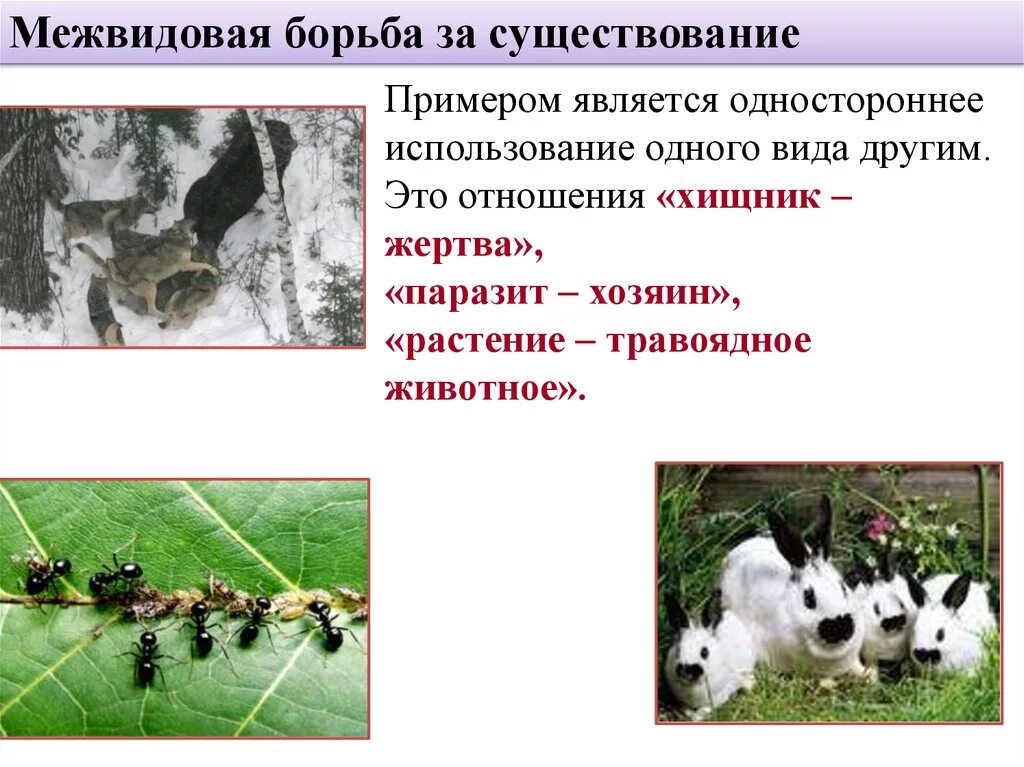 Хищничество является примером межвидовой борьбы за существование: найдено 79 кар