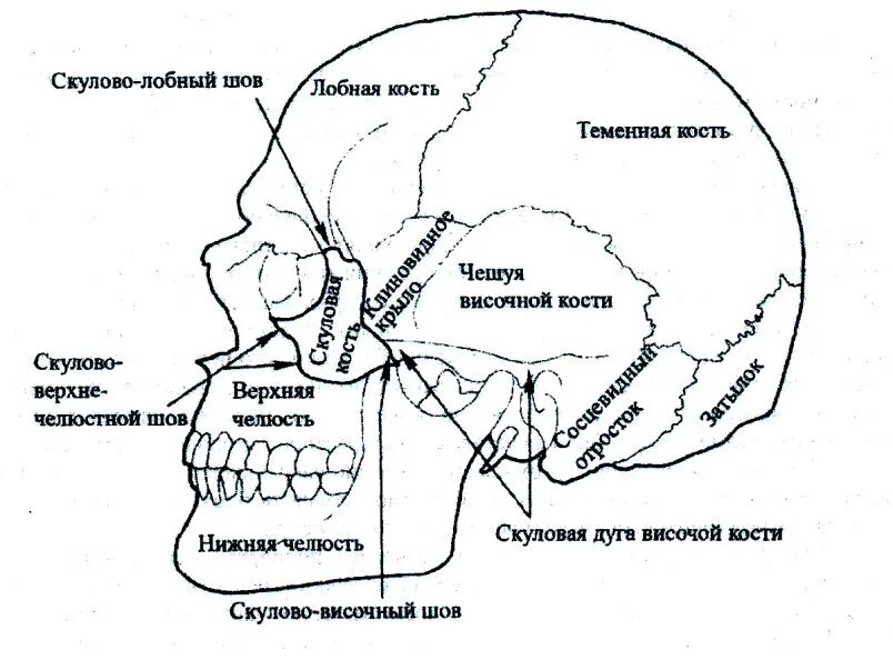 Скуловая и теменные кости. Соединение костей черепа анатомия. Соединения костей черепа анатомия швы. Затылочно-сосцевидный шов черепа. Швы соединяющие кости черепа.