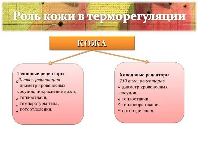 Структуры человека участвующие в терморегуляции. Роль кожи в теплорегуляции. участие кожи в терморегуляции. терморегуляция сосуды кожи.