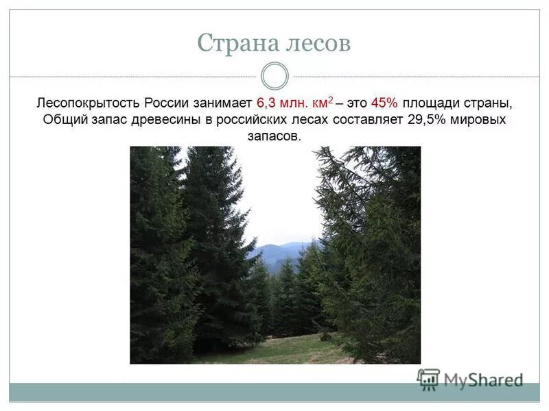 Почему россия лесная держава. Россия Страна леса. Где больше всего лесов. Общий запас древесины. Площадь лесов в России.