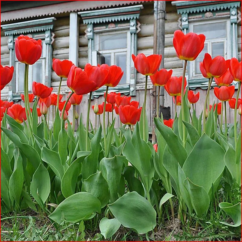 Купить тюльпаны саранск. Тюльпан красный Крокус луковицы. Тюльпаны в саду. Клумба с тюльпанами. Тюльпаны на даче.