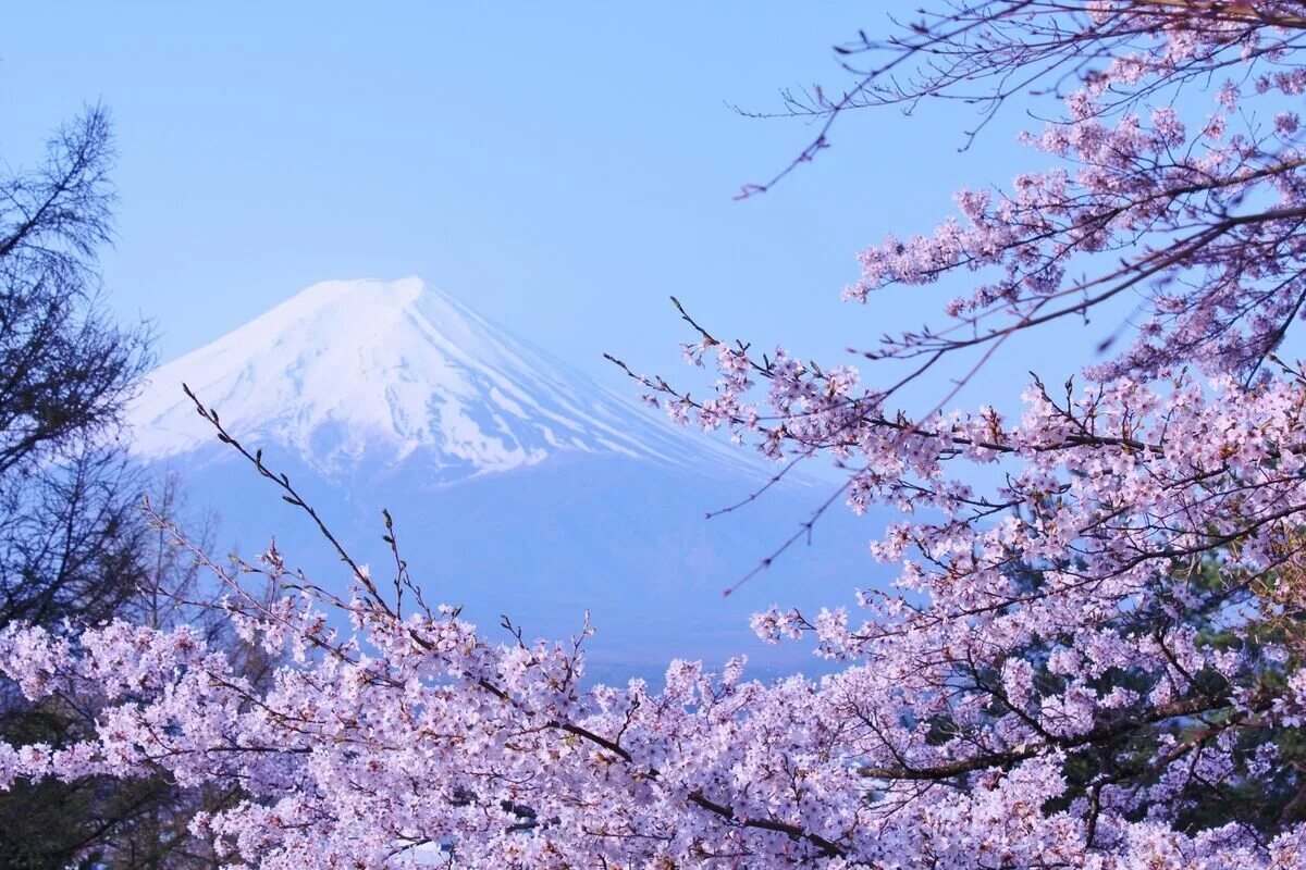 Сакура 6. Сакура. Фудзи. Hanami Cherry Blossom. Сакура на фоне гор. Красная Сакура на фоне гор.
