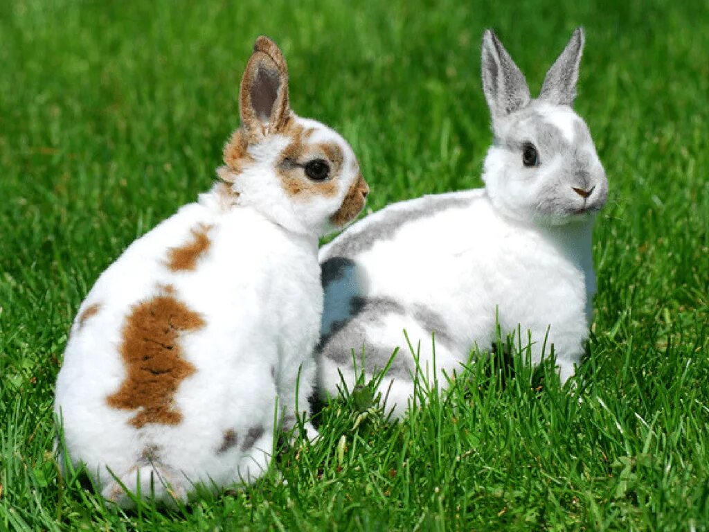 Perfect animals