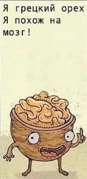 Грецкий орех и мозг. Орех похожий на мозг. Грецкий орех напоминает мозг. Грецкий орех как мозг.