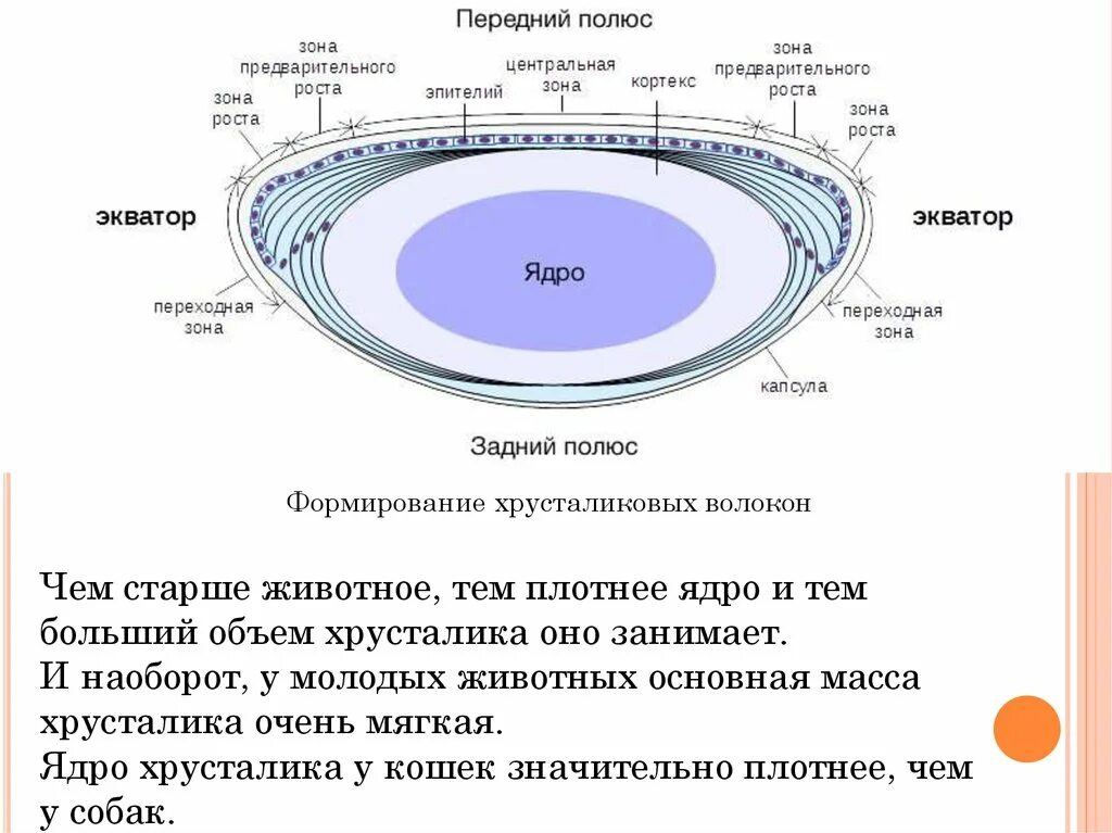 Слои хрусталика. Строение хрусталика гистология. анатомическое строение хрусталика. строение хрусталика глаза. микроскопическое строение хрусталика.
