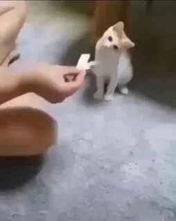 Смешные видео дзен