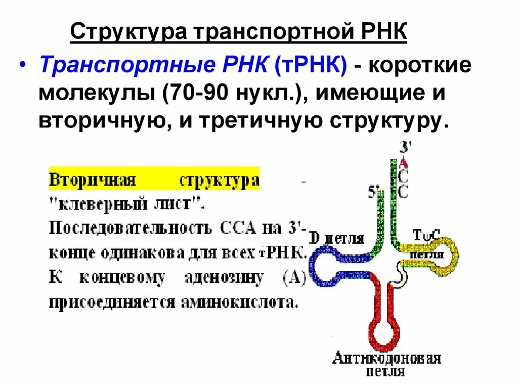 Особенности молекулы рнк. Структуры РНК первичная вторичная и третичная. Первичная вторичная третичная структура т РНК. Первичная вторичная и третичная структура ТРНК. Первичная структура ТРНК формула.