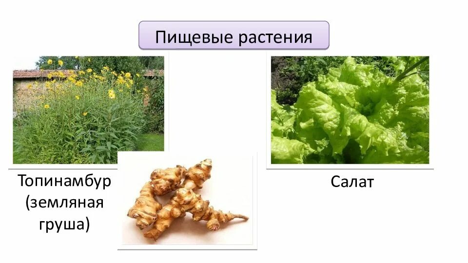 2 примера пищевых растений