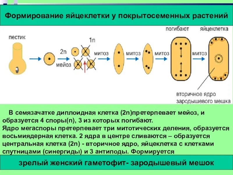 Мегаспорогенез у покрытосеменных. Образование женского гаметофита у покрытосеменных схема. Развитие мужского гаметофита покрытосеменных. Схема развития зародышевого мешка у цветковых растений. Формирование мужского гаметофита