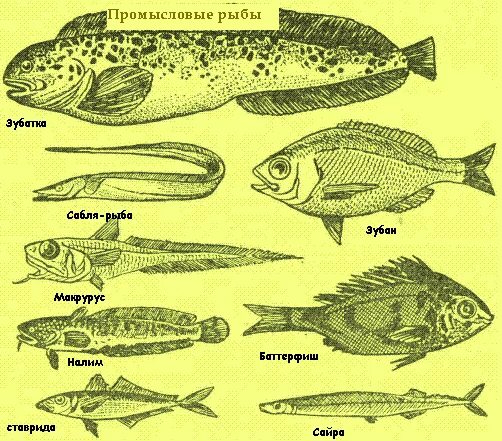 Промысловые группы рыб. Промысловые рыбы. Морская Промысловая рыба. Название промысловых рыб. Промысловые рыбы России.