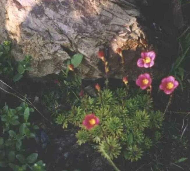 Камнеломка цветок садовый многолетний фото