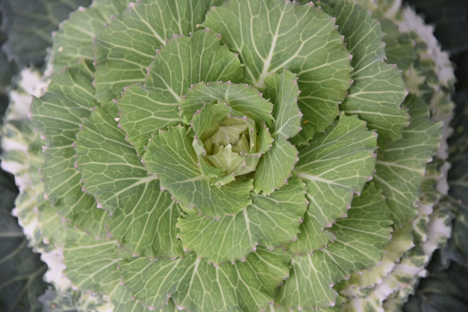 Португальская капуста. Brassica oleracea