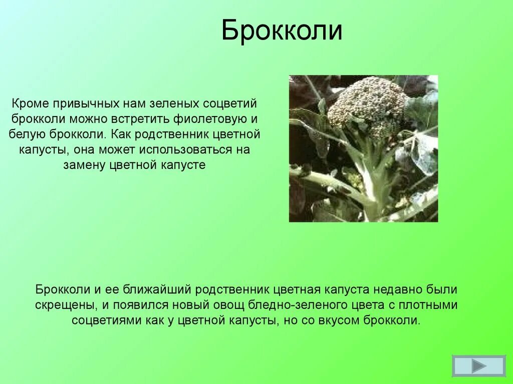 Соцветие капусты. Соцветия капусты брокколи. презентация брокколи. цветная капуста с зелеными соцветиями.