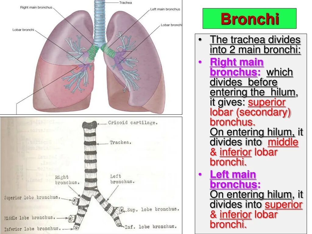 Бронхи на латыни. Bronchus. Плевра на латыни. Bronchi Anatomy.