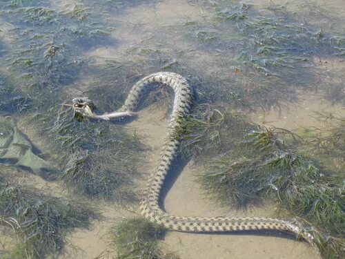 Змей 4 букв сканворд. Ахтуба гадюки. Ахтуба змеи в реке. Змеи Астраханской области. Астраханская гремучая змея.