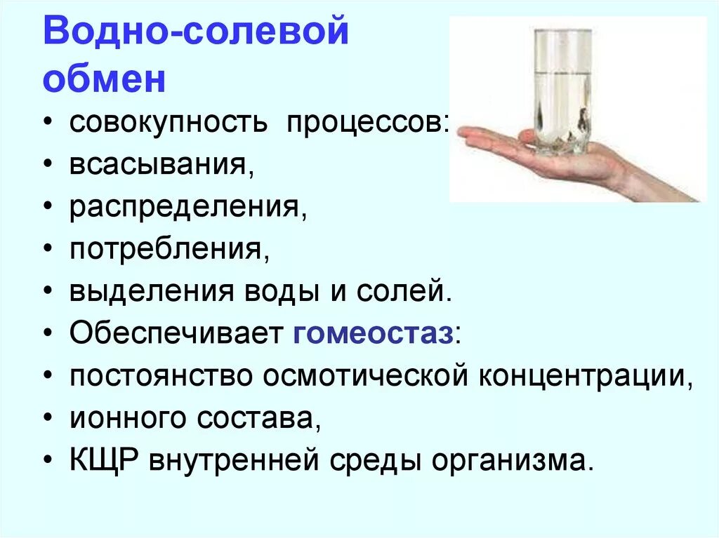 Водный обмен человека. Функции водно солевого обмена. Водно-солевой обмен в организме человека кратко. Водно-солевой обмен этапы обмена. Функции обмен веществ водно-солевой.