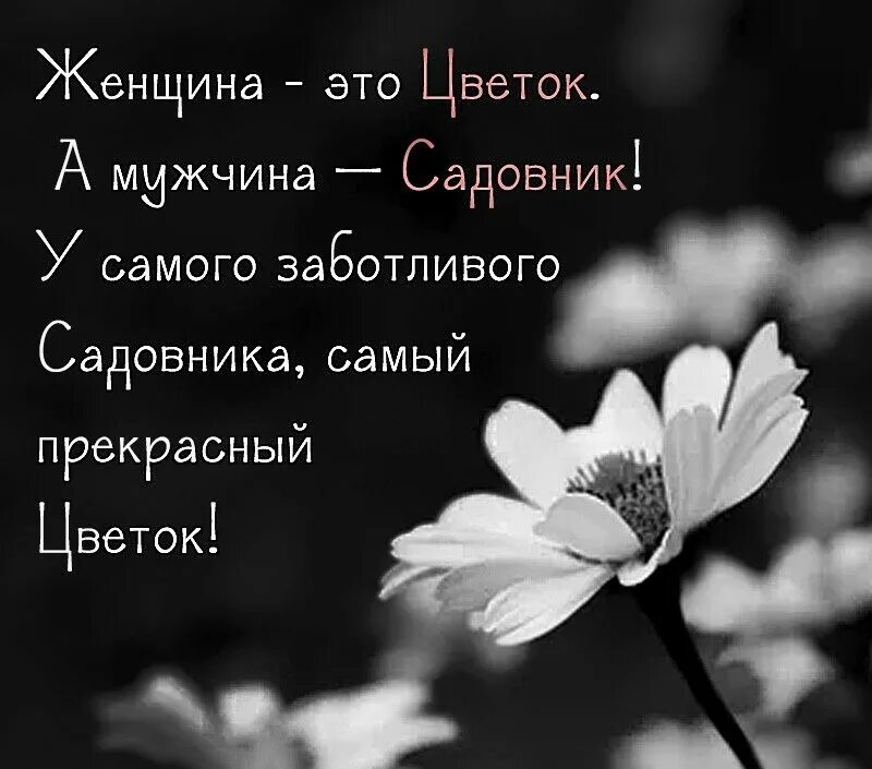 Цитата про садовника и цветок. У заботливого садовника самый прекрасный цветок. Мужчина и женщина цветы. Какой садовник. У самого заботливого садовника самый красивый цветок.