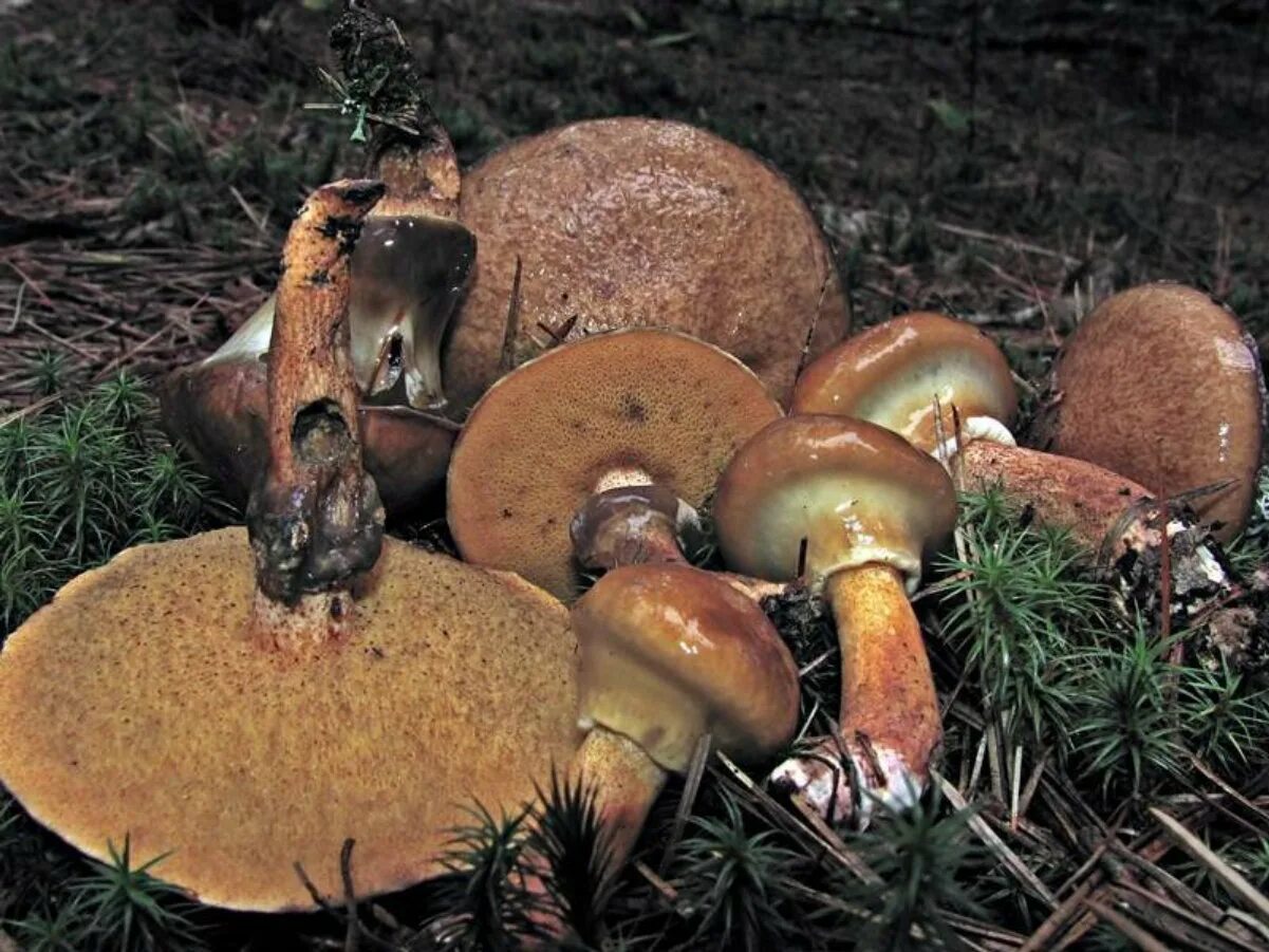 Есть гриб масленок. Гриб маслёнок ложный. Грибы маслята ложные. Маслёнок жёлто-бурый ложный. Лже маслята грибы.