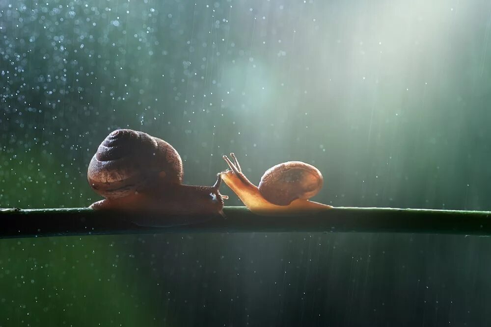 Улитки гермафродиты или нет. Улитка ахатина. Ахатин в природе. Улитка рамшорн. Необычные улитки.