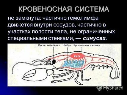 Сколько кругов кровообращения у членистоногих