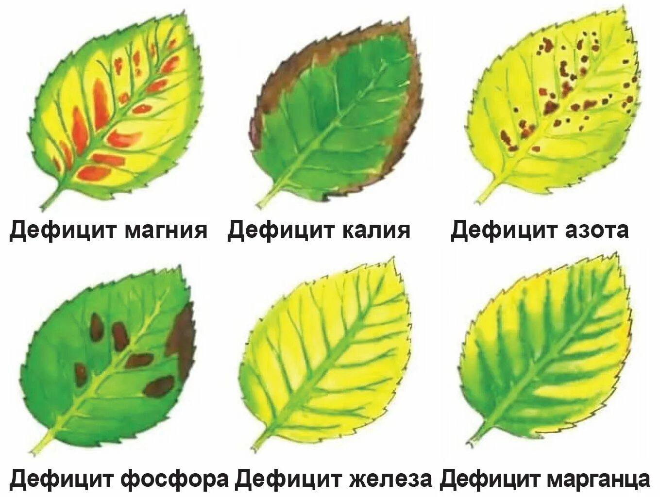 Как ухаживать за розами: полив, подкормка, обработка от болезней и вредителей