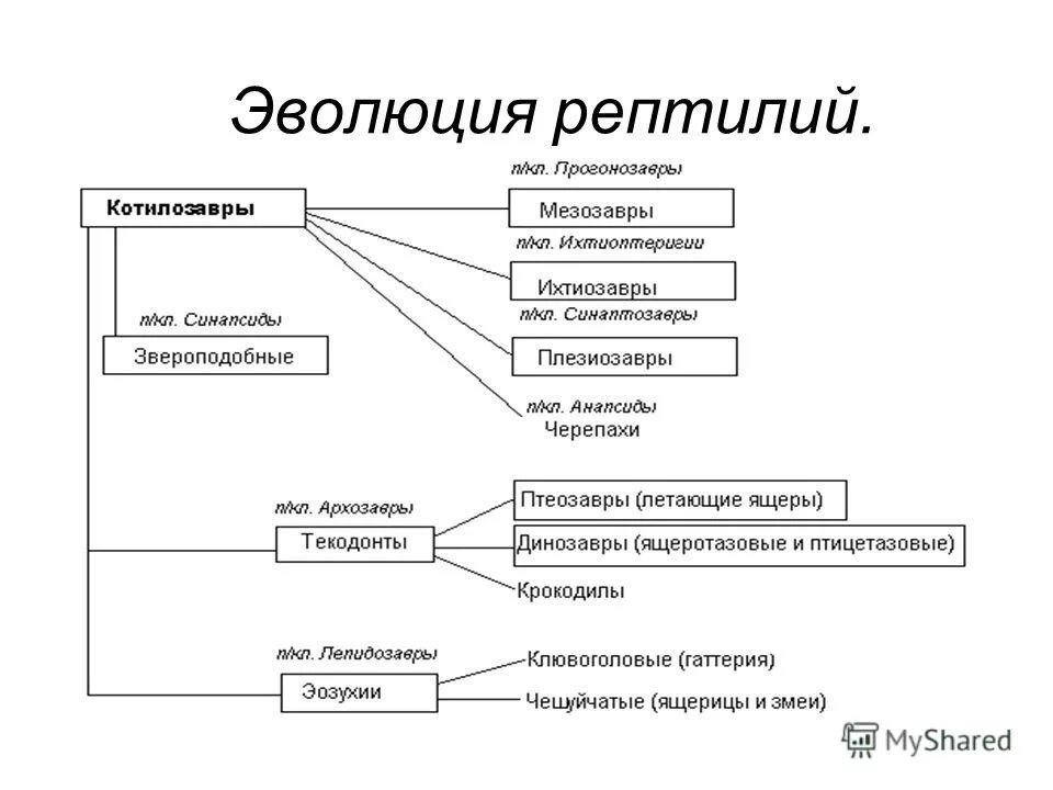 Отличительные особенности пресмыкающихся. Органы чувств пресмыкающихся. Прогрессивные черты организации рептилий. Укажите признаки характеризующие прогрессивную эволюцию рептилий. Прогрессивные черты организации рептилий.