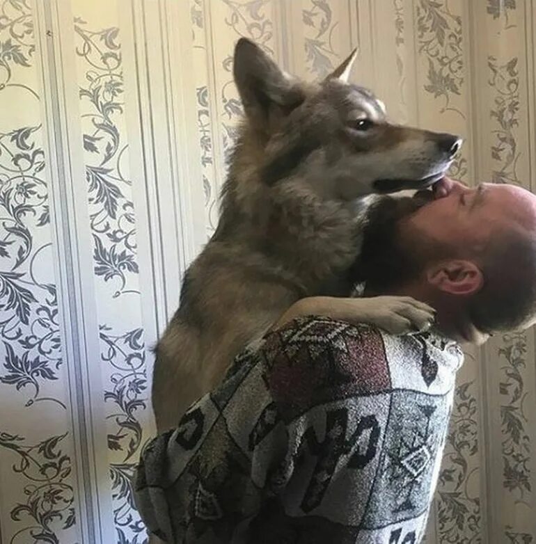 Волк живет дома. Нора волка. Волк живет дома. Волк картинка. Волк в доме.