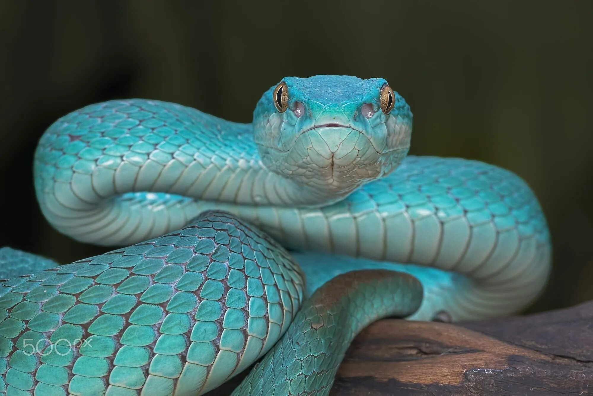 Голубая куфия змея. Голубая гадюка. Голубая куфия гадюка. Trimeresurus insularis змея.