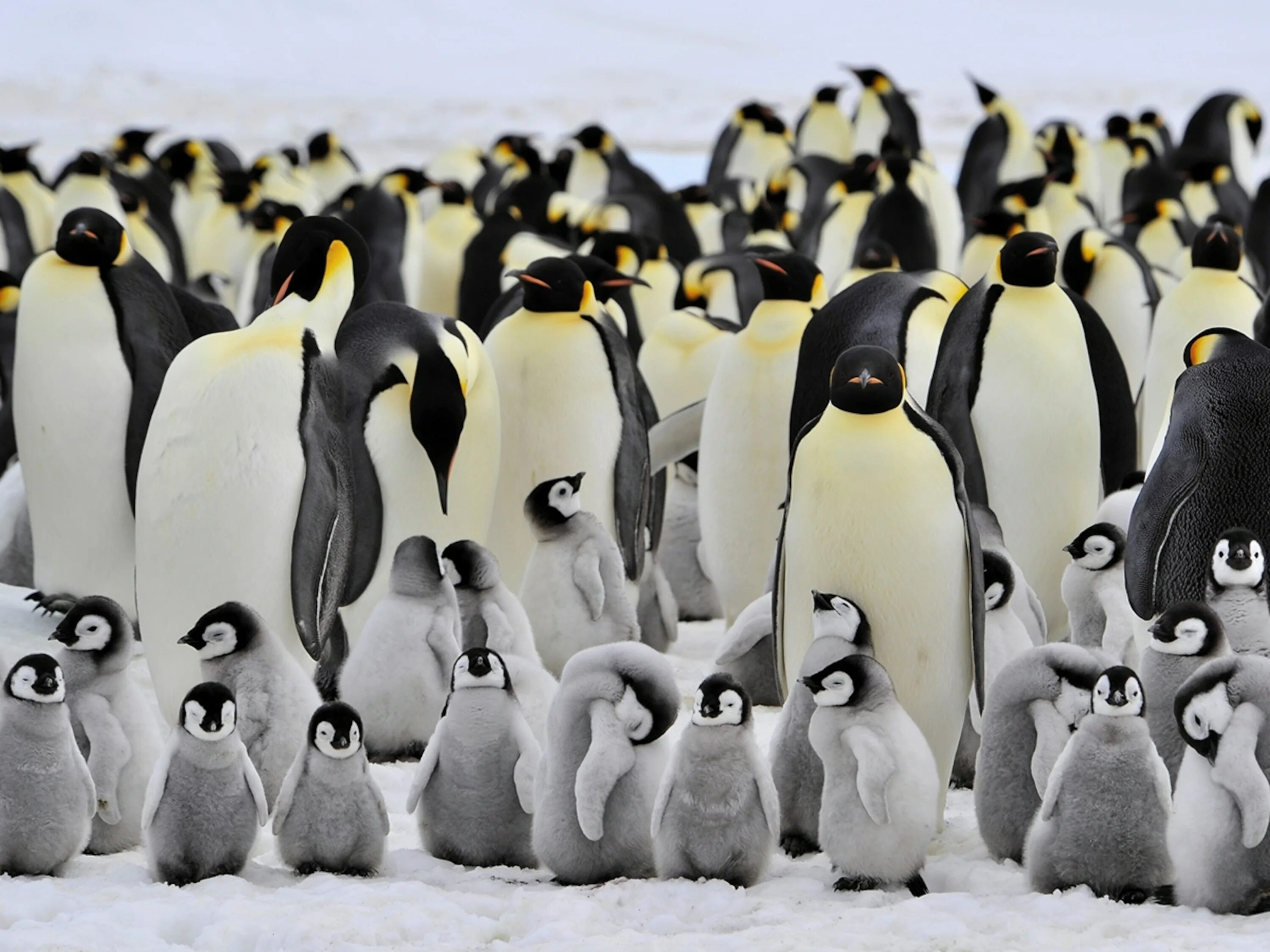 Императорский Пингвин в Антарктиде. Колония императорских пингвинов. Колония пингвинов в Антарктиде. Императорский Пингвин самка. Включи песню пингвины