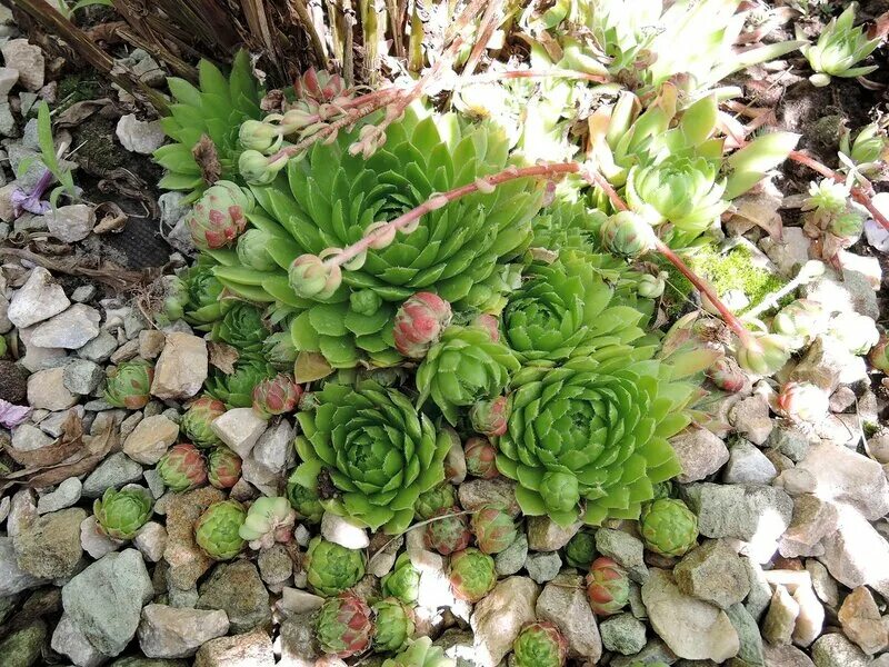 Молодило фото посадка Pin de Mona Brown em succulent garden Paisagismo suculento, Suculentas, Carinho
