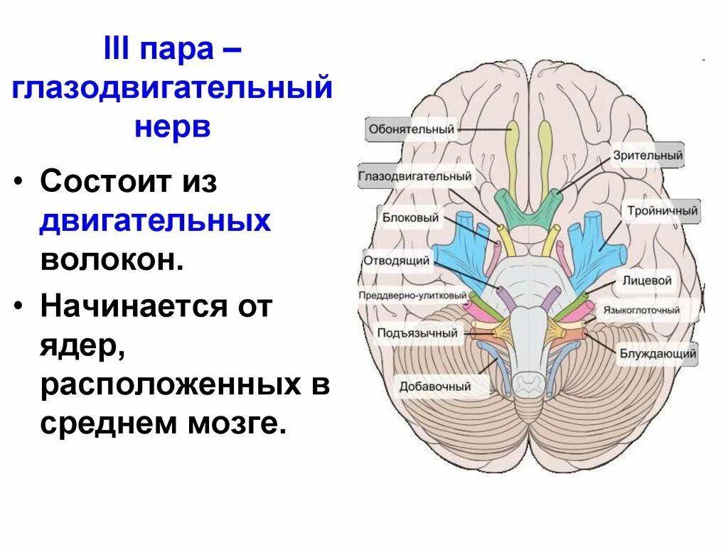 Какие ядра в черепных нервах. 3 Пара глазодвигательный нерв. Глазодвигательный нерв в головном мозге. 3 Пара черепных нервов схема. Ядра 3 ЧМН.