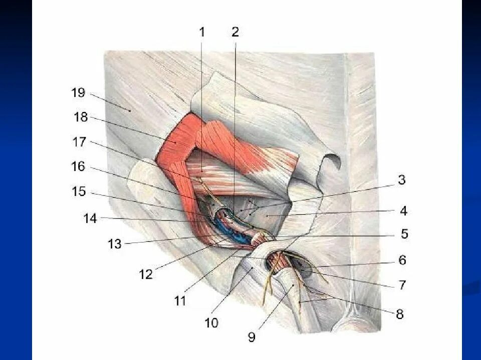 Паховая складка у мужчин. Стенки пахового канала топографическая анатомия. Строение пахового канала топографическая анатомия. Внутреннее паховое кольцо анатомия. Паховый канал анатомия топография.