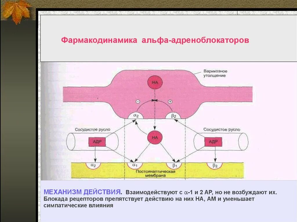 Блокаторы Альфа-адренорецепторов механизм действия. Бета адренорецепторы механизм действия. Альфа блокаторы механизм действия. Альфа адренорецепторы механизм действия. Действие альфа адреноблокаторов