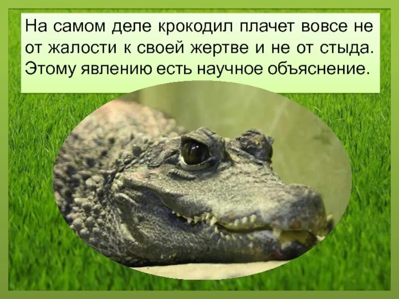 Крокодил плачет. Крокодильи слезы. Крокодил ревет. Плачут ли крокодилы. Впр крокодильи слезы