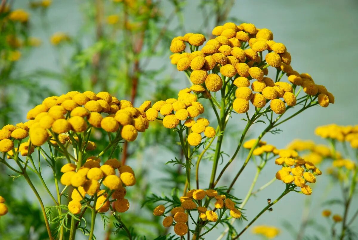 Как выглядит пижма трава фото. Пижма обыкновенная (tanacetum vulgare l. Пижма обыкновенная. Пижма дикая рябинка. Пижма обыкновенная (tanacetum vulgare).