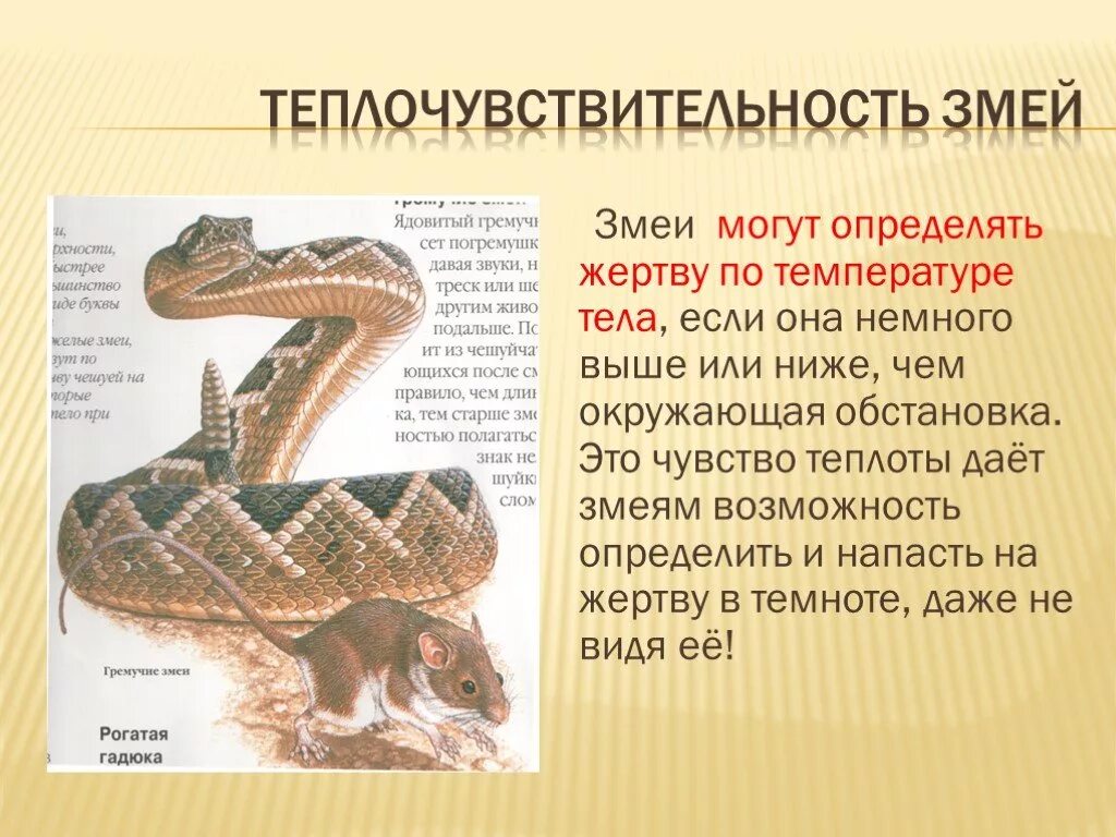 Сообщение про змею. Презинтация на тему “змеи”. Змеи доклад. Презентация на тему змеи. Презентация про змей.