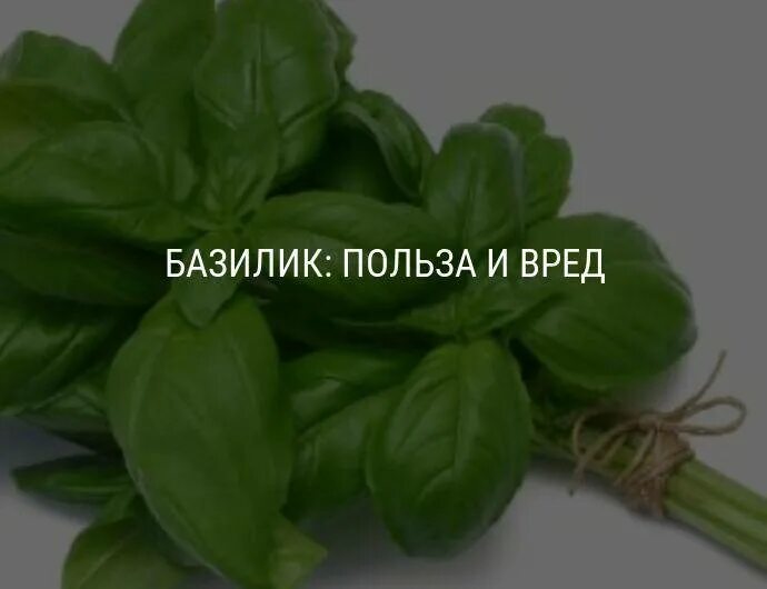 Фиолетовый базилик польза и вред. Чем полезен базилик для организма человека. польза базилика для организма. базилик польза и вред для здоровья. базилик вред.