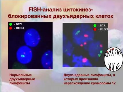 Развитие ядер