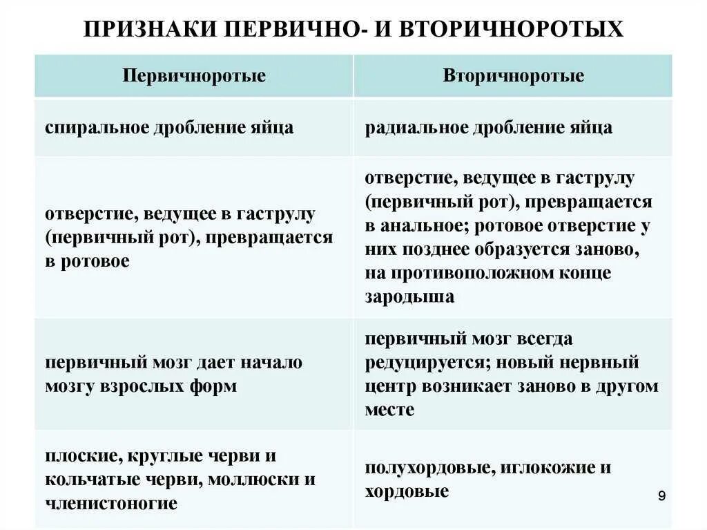 Типы вторичноротых. Первичноротые и вторичноротые таблица. первичноротые и вторичноротые животные таблица. первично и вторично потые. признаки первично и вторичноротых.