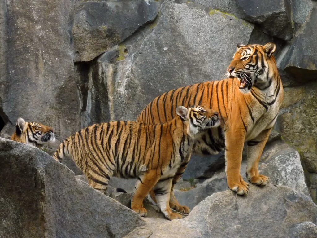 Индокитайский тигр. Закавказский тигр. Суматранский тигр против ягуара. • Южно-китайский тигр • Туранский тигр. Внешний вид тигров