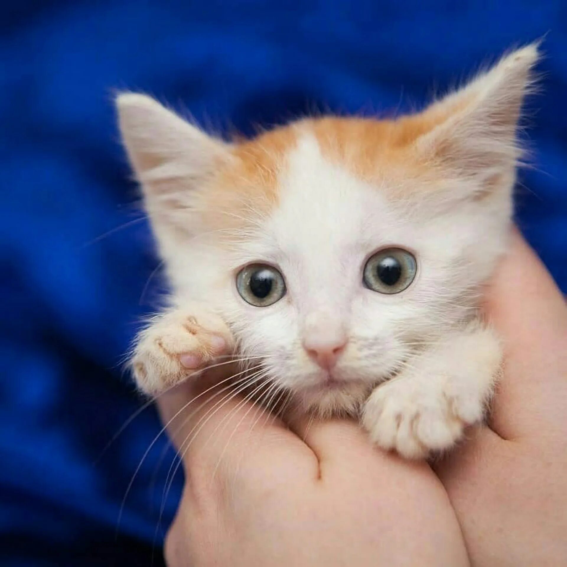 Маленький котенок мальчик