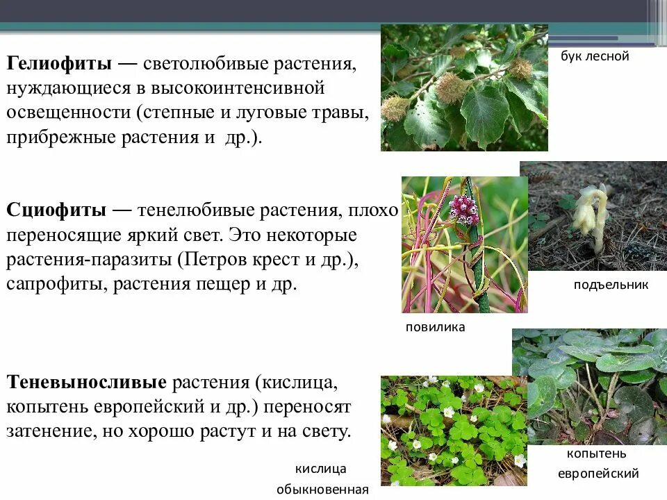 Экологическая группа тенелюбивых растений. Растения гелиофиты. Укороченные побеги гелиофиты. Светолюбивые гелиофиты. Копытень гелиофит.