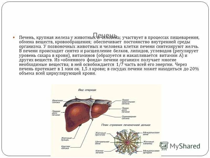 У каких животных печень