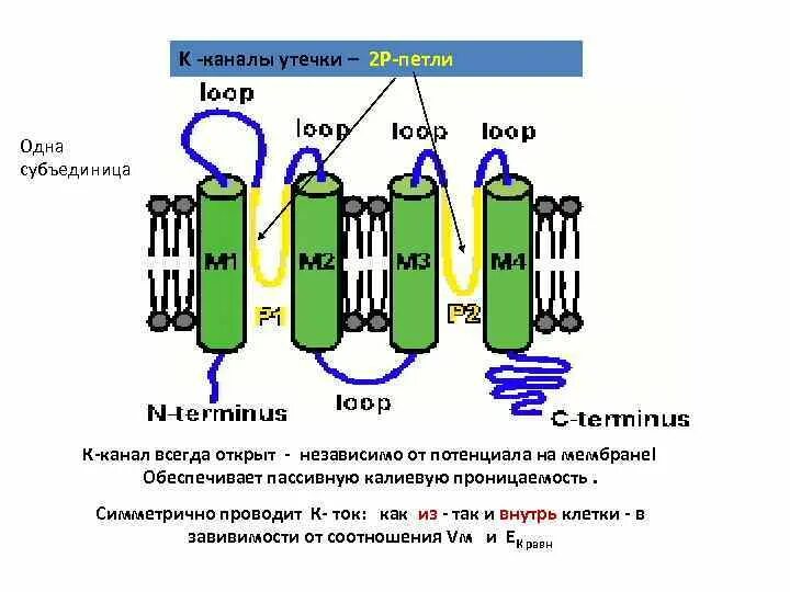 K channel. Калиевые каналы утечки. Калиевый канал проницаемость. Каналы утечки калия. Быстрые калиевые каналы.