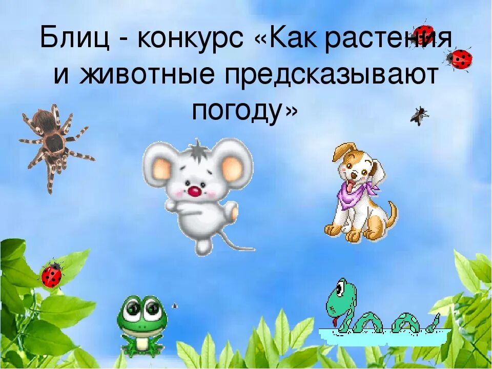 Погода зверей 1. Животные и растения предсказатели погоды. Как животные предсказывают погоду. Животные и растения синоптики. Животные синоптики презентация.