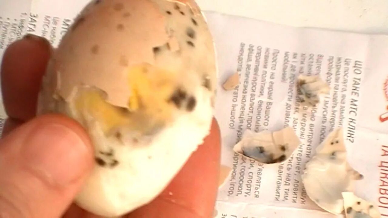 Яйцо стало черным. Пятна на скорлупе куриных яиц. На курином яйце пятнышки. Черные пятна на яйцах куриных вареных. Черные точки в яйцах куриных.